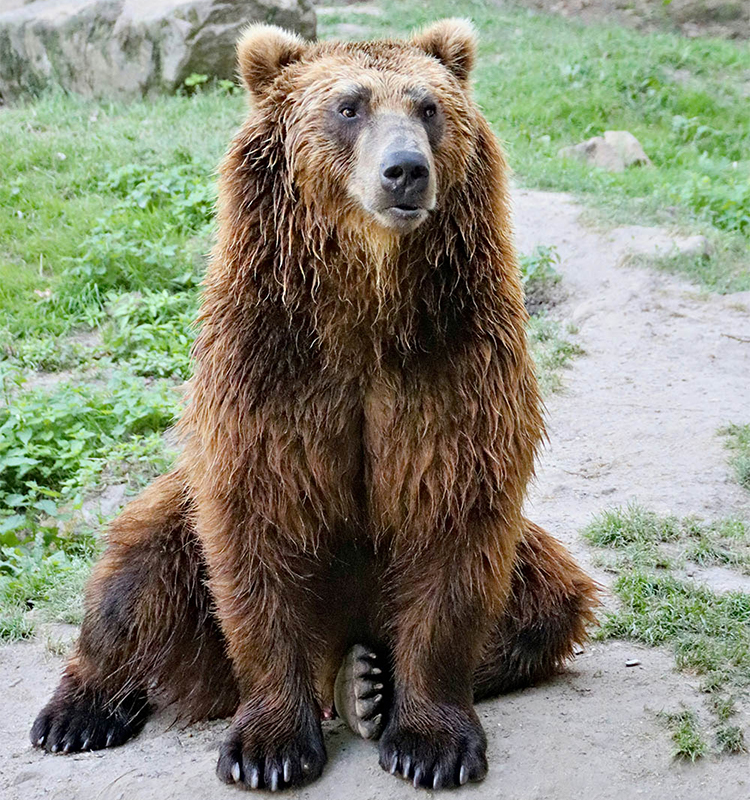 Encounter bears