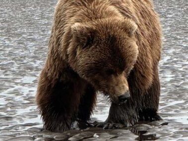 bear viewing alaska