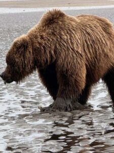 bear viewing alaska