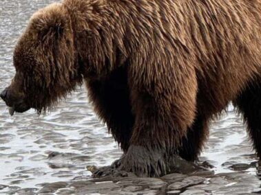 bear viewing alaska