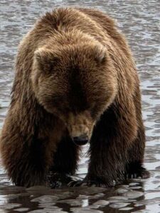 bear viewing alaska