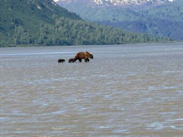 Bear Viewing in Alaska