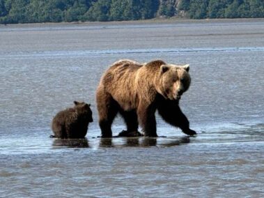 Bear Viewing in Alaska