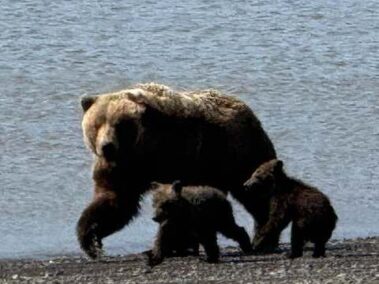 Bear Viewing in Alaska