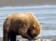 alaskan brown bear viewing