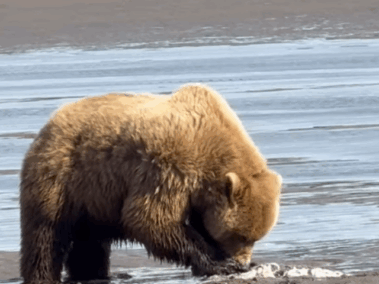 alaskan brown bear viewing