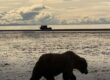 bear viewing alaska