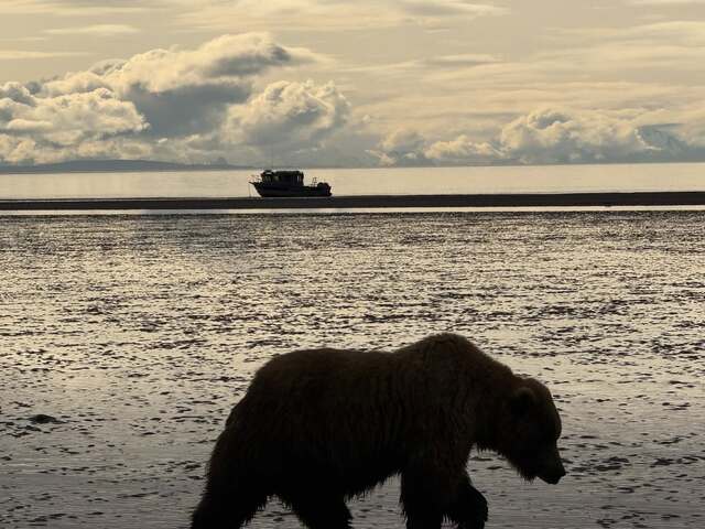 bear viewing alaska 2 bear viewing alaska