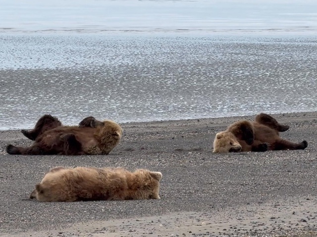 Bear Watching in Alaska Bear Watching in Alaska