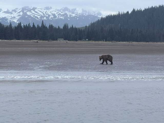 alaska bear viewing trips