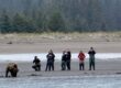 alaskan brown bear tours