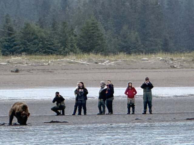 alaskan brown bear tours alaskan brown bear tours