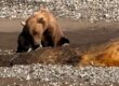 Bear Watching Alaska