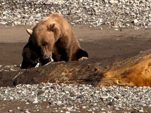 Bear Watching Alaska Bear Watching Alaska