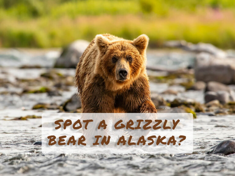 Grizzly Bear in Alaska