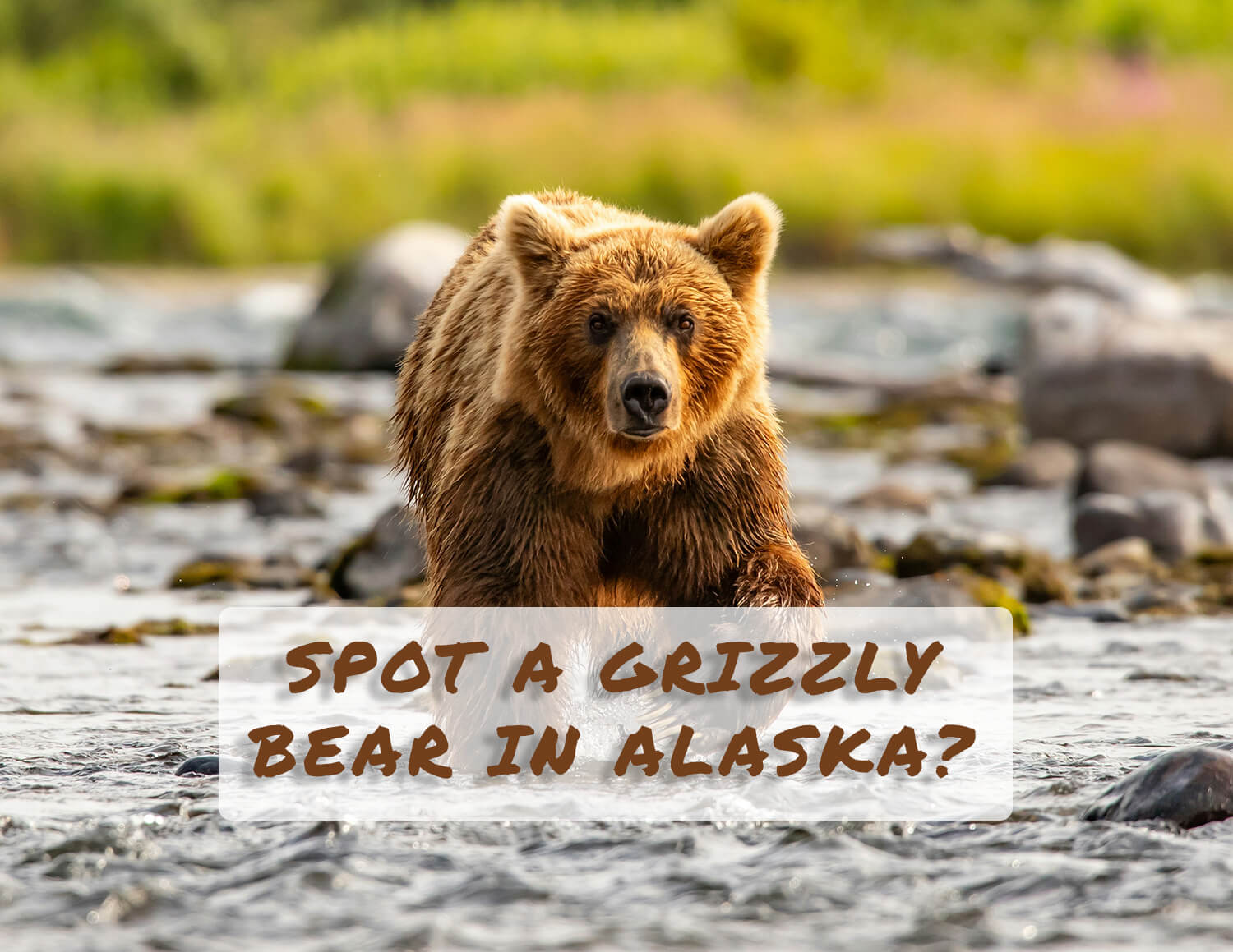 Grizzly Bears in Alaskan Grizzly Bear in Alaska