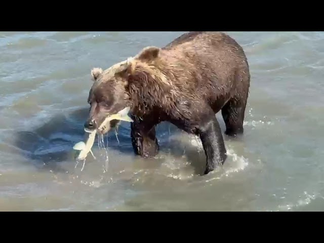 Bear Viewing in Alaska Bear Viewing in Alaska