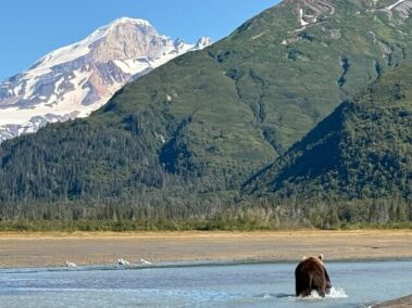bear watching alaska