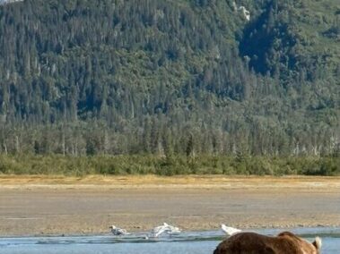chinitna bay bear viewing trips