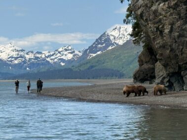Bears Most Active in Alaska