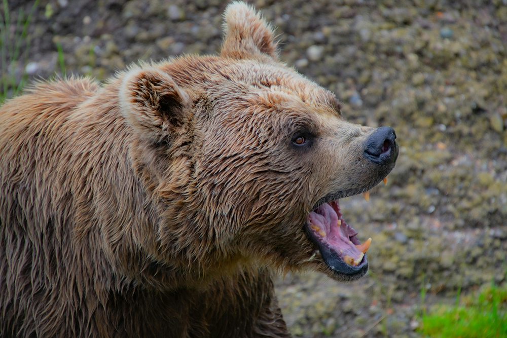 Grizzly Bear in Alaska Grizzly Bear in Alaska