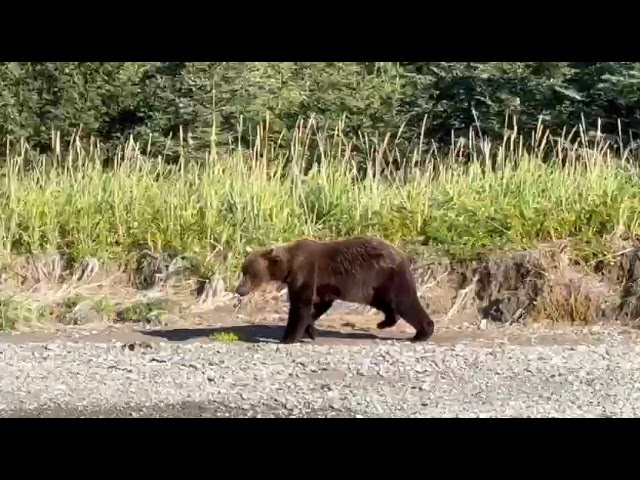 Bear VIewing in Alaska
