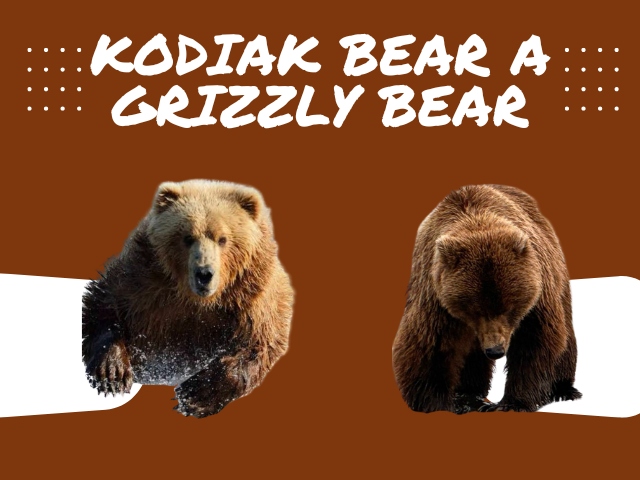 Kodiak Bear a Grizzly Bear