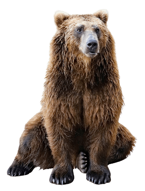 chinitna bay bear viewing trips