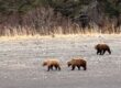 bear viewing in alaska