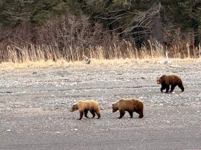 bear viewing in alaska 2 bear viewing in alaska