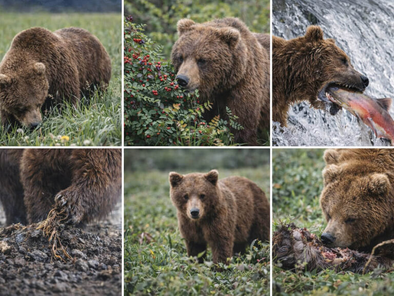 Bears Eat in Alaska