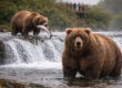 Fat Bear Week? Alaska’s Famous Bear Event