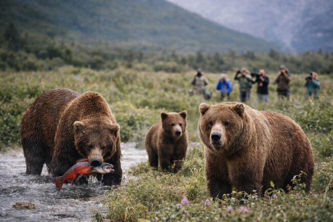 Kodiak Bears Seem