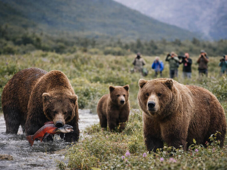 Kodiak Bears Seem