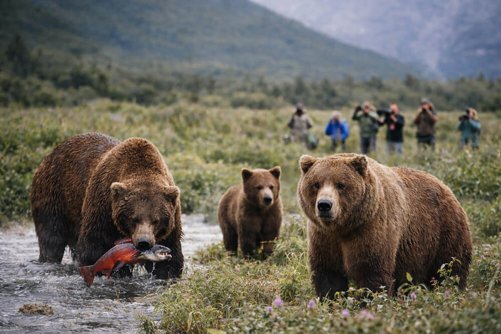 Kodiak-Bears-Seem Kodiak Bears Seem