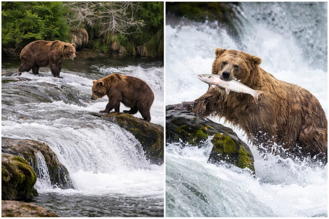 Grizzly Bears Return