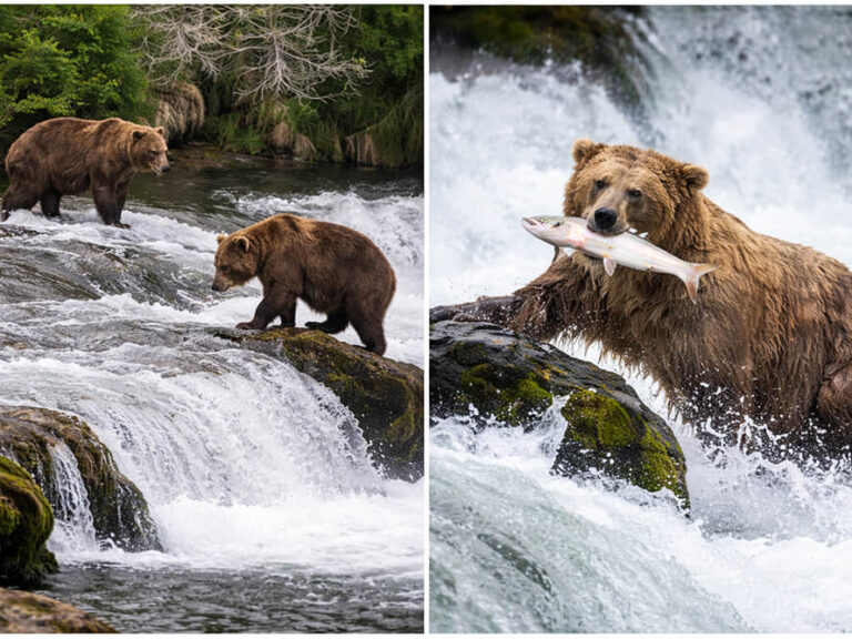 Grizzly Bears Return