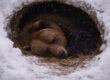 Kodiak Bears Hibernate Longer Than Other Alaska Bears