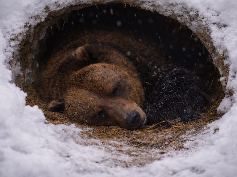 Kodiak Bears Hibernate Longer Than Other Alaska Bears