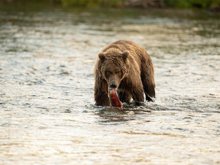 Kodiak Bears Only Exist in One Part of Alaska