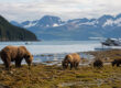 Bears on a One-Day Trip From Homer