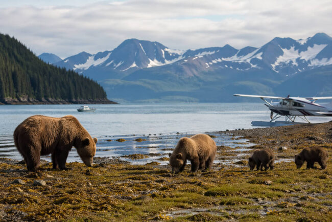 Bears on a One-Day Trip From Homer