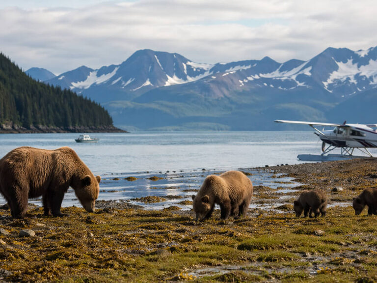 Bears on a One-Day Trip From Homer