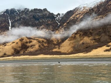 Bear Viewing in Alaska