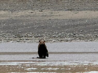 Bear Viewing in Alaska