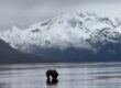 Bear Viewing in Alaska