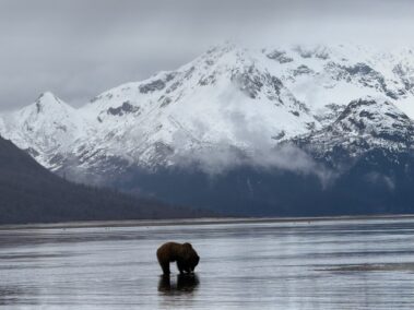 Bear Viewing in Alaska