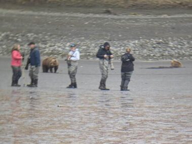 Bear Viewing in Alaksa
