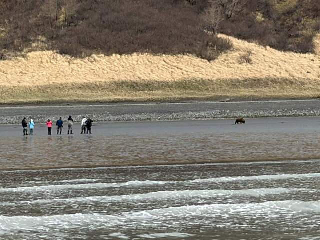 Bear Viewing in Alaksa