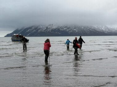Bear Viewing in Alaksa